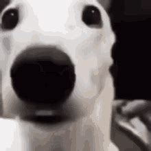 shaking dog gif|50+ Free Shaking Dog & Dog animated GIFs and Stickers